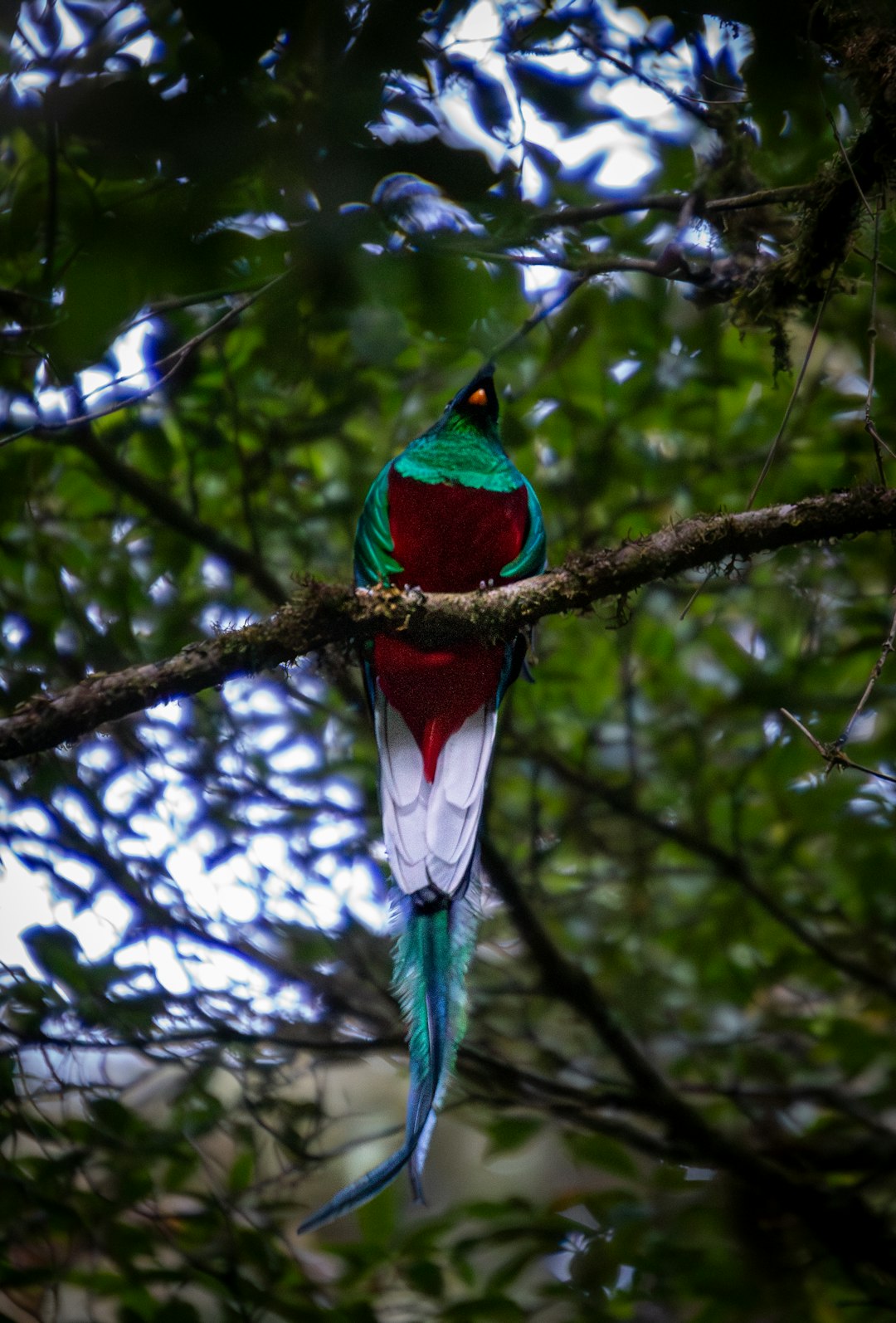 Quetzal